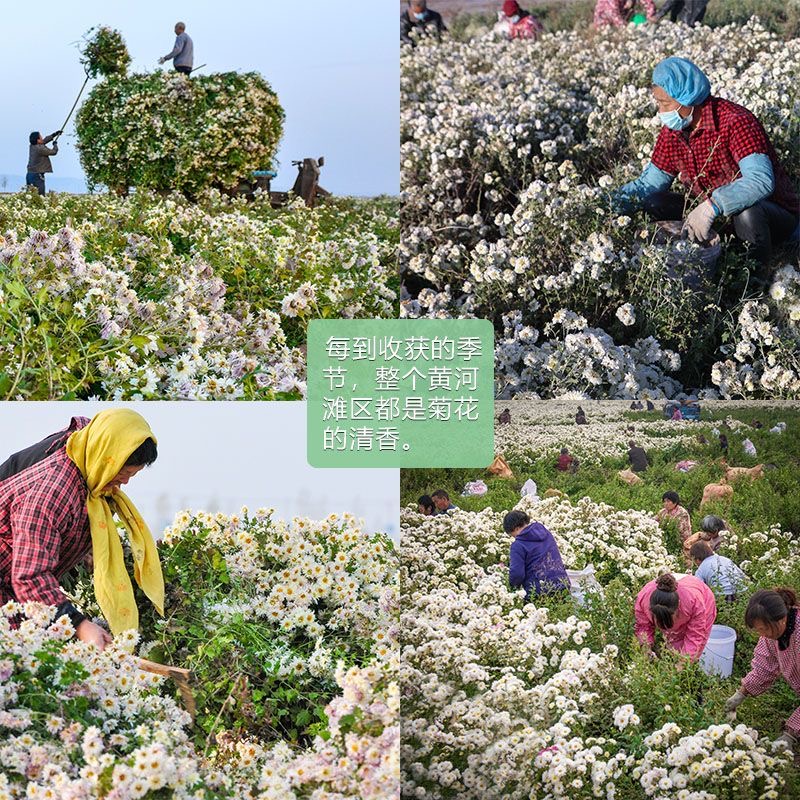 农户自种焦作特产怀菊花