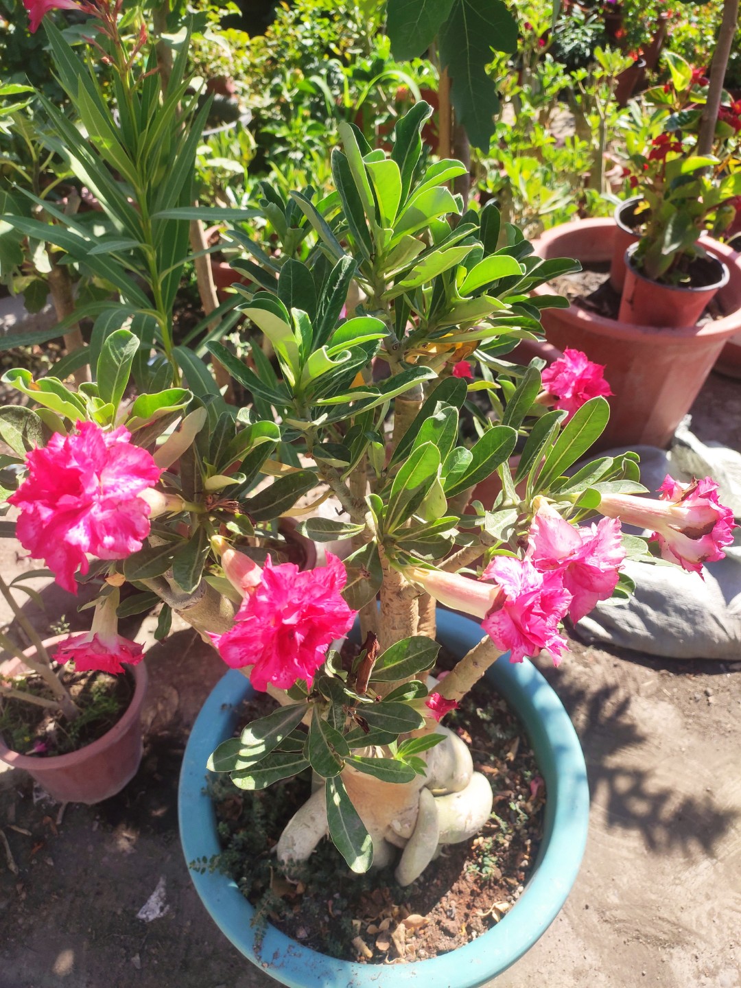 一物一拍沙漠玫瑰嫁接一盆多色重辨好养新疆昌吉直发包邮