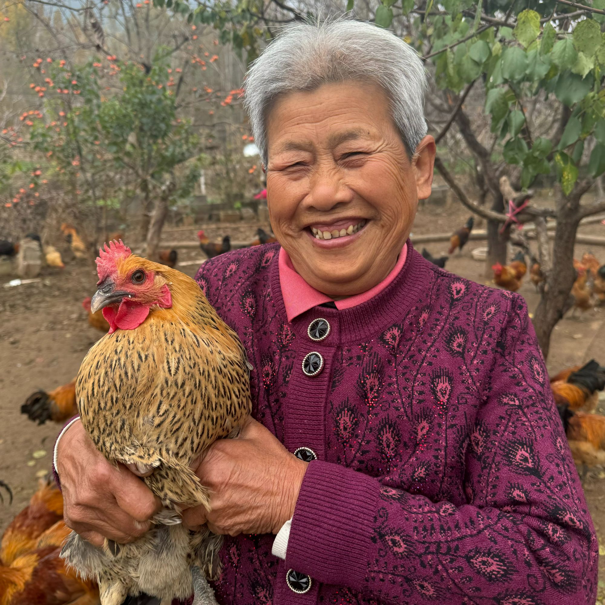 自家散养一年半左右老母鸡尝鲜2只（纯粮散养现宰现卖）