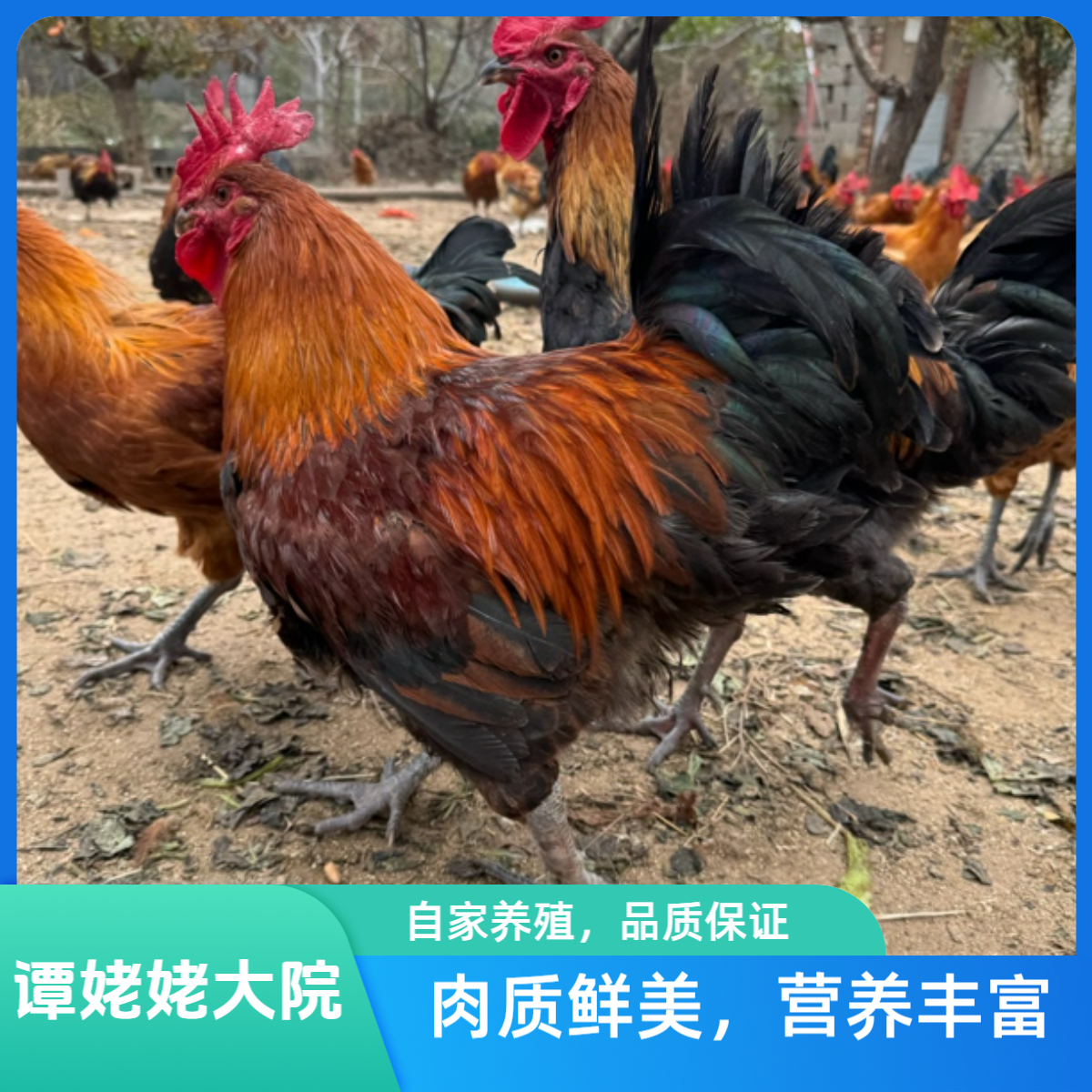 山东谭姥姥自家散养农家大公鸡2只（现杀现卖）