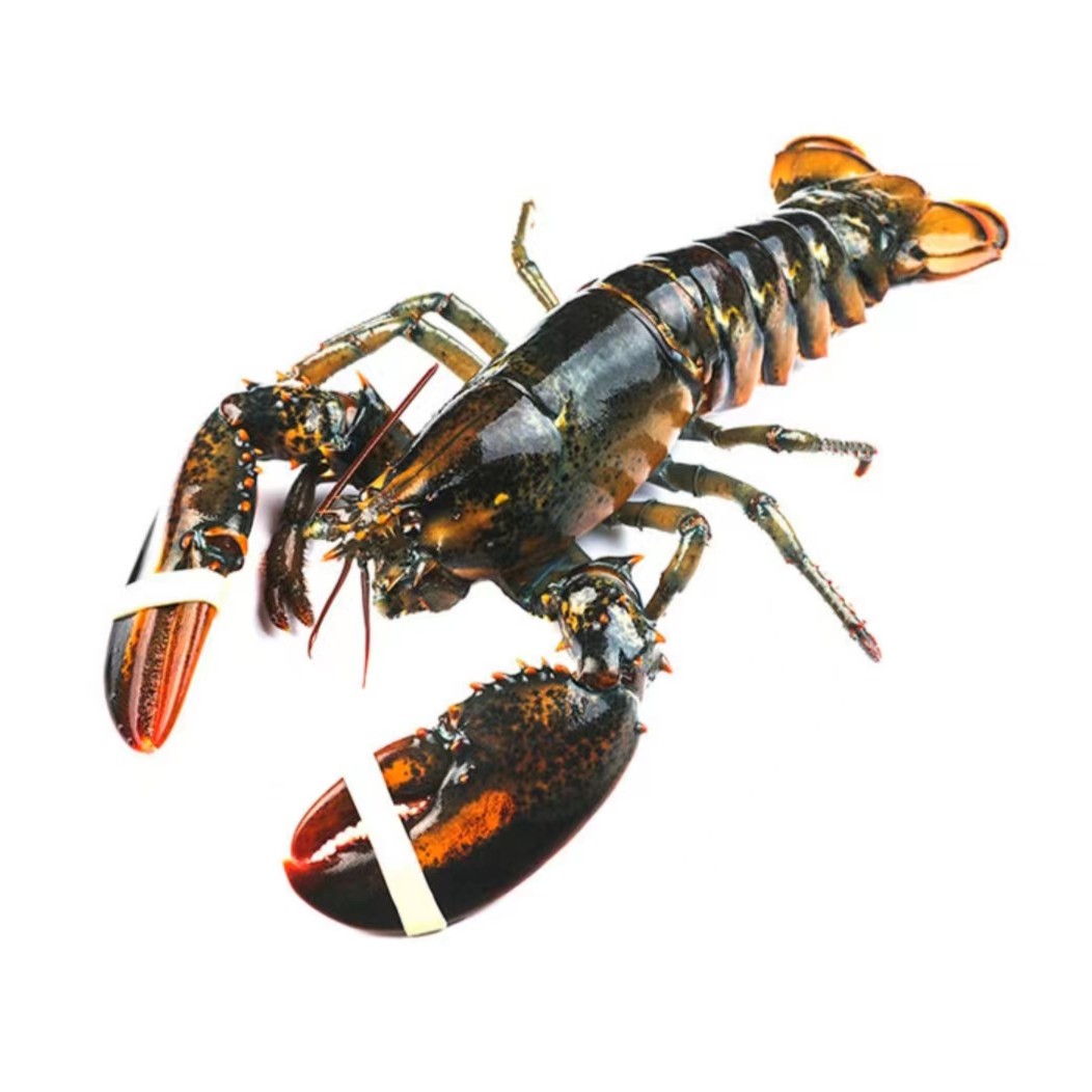 【鲜活】波士顿龙虾 /只