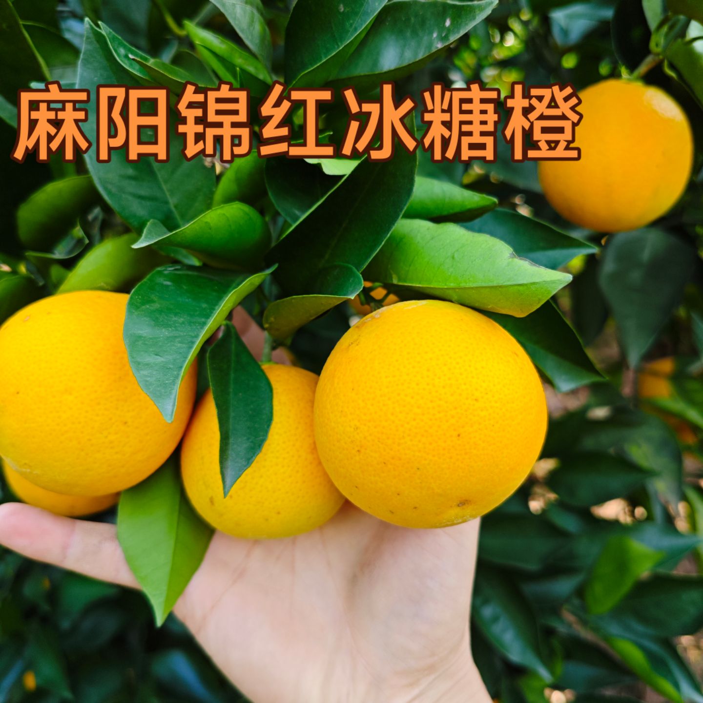 【麻阳锦红冰糖橙】新鲜现摘现发湖南麻阳冰糖橙新品种包邮自家种