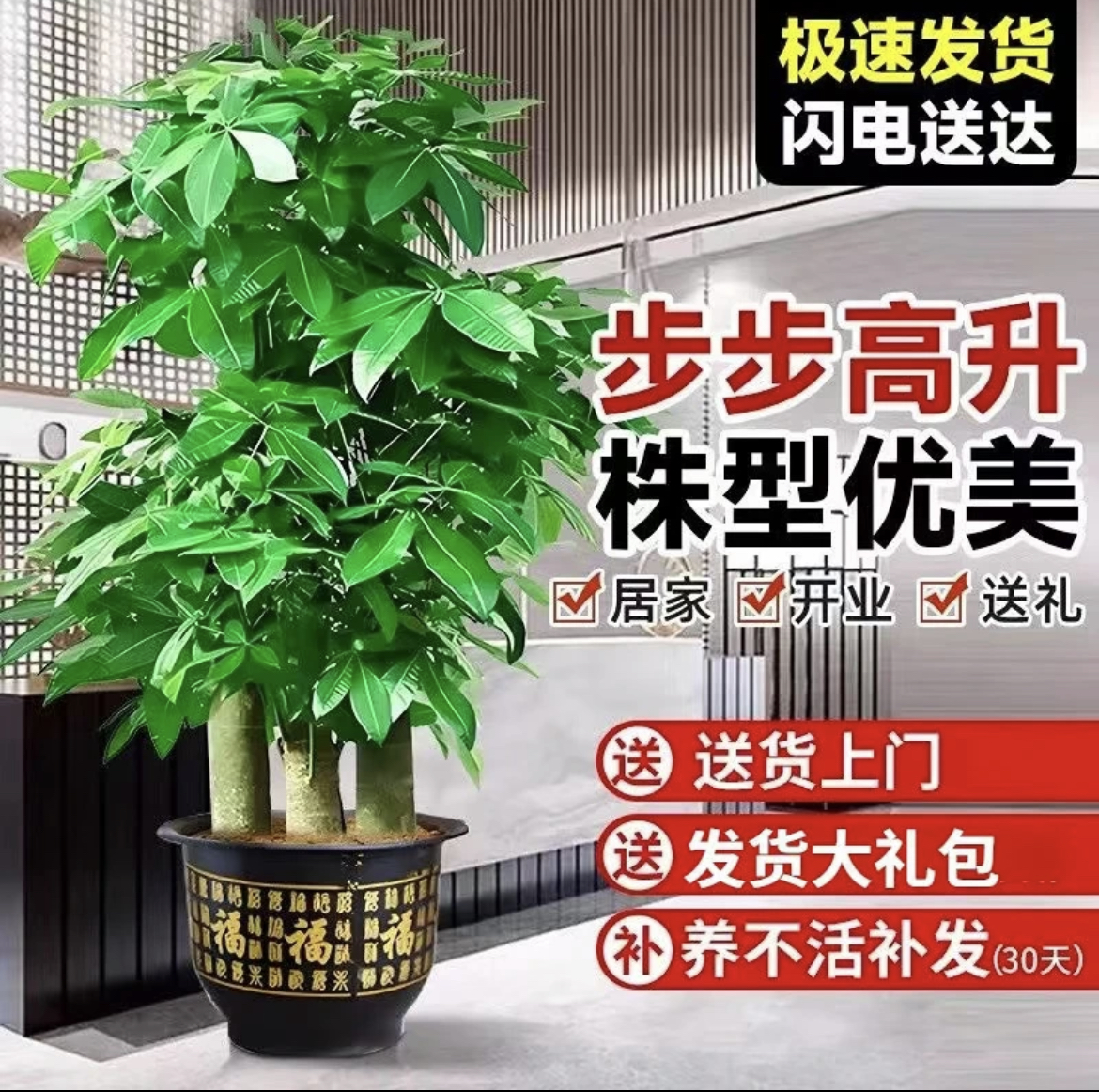步步高发财树盆栽客厅大型绿植室内招财树植物办公室新店乔迁开业