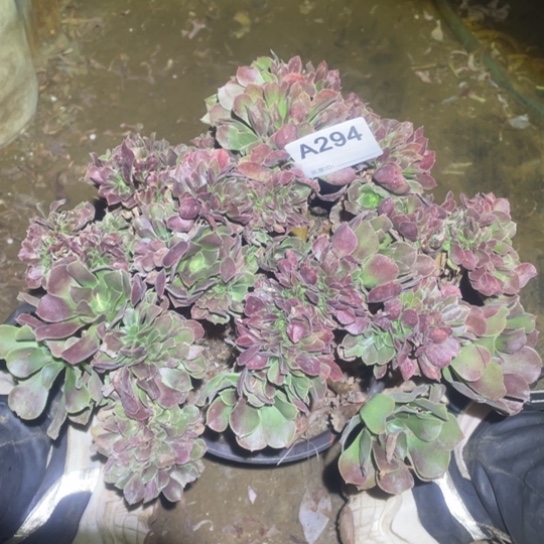 294玫瑰缀法师26厘米