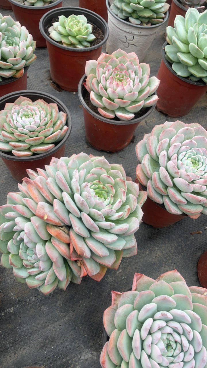 多肉盲盒，5颗随机发货