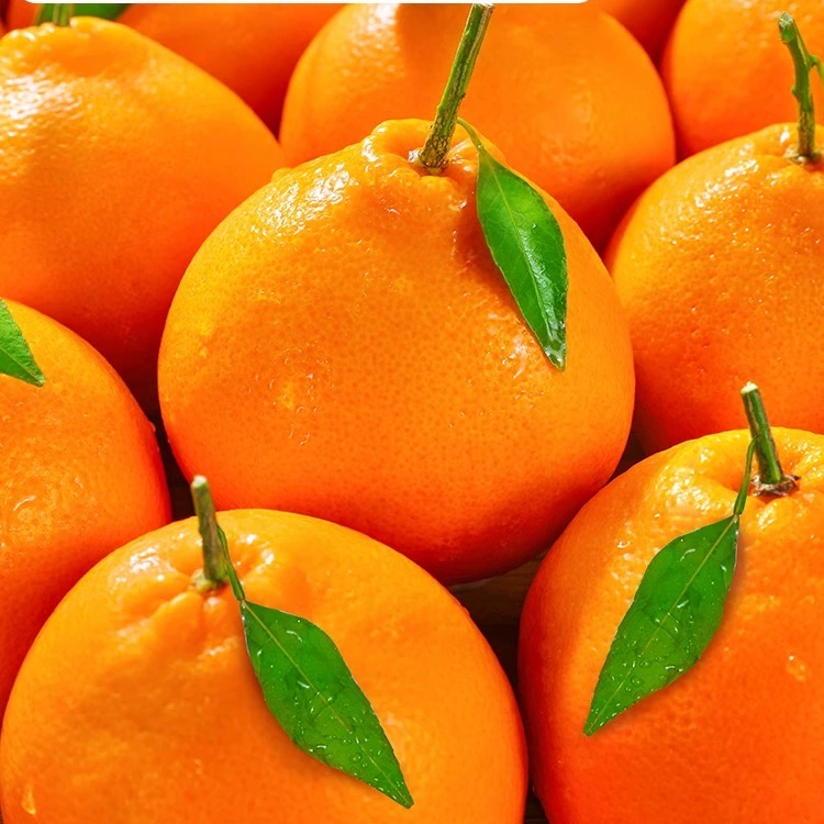 春见耙耙柑 1斤 2-3个四川省