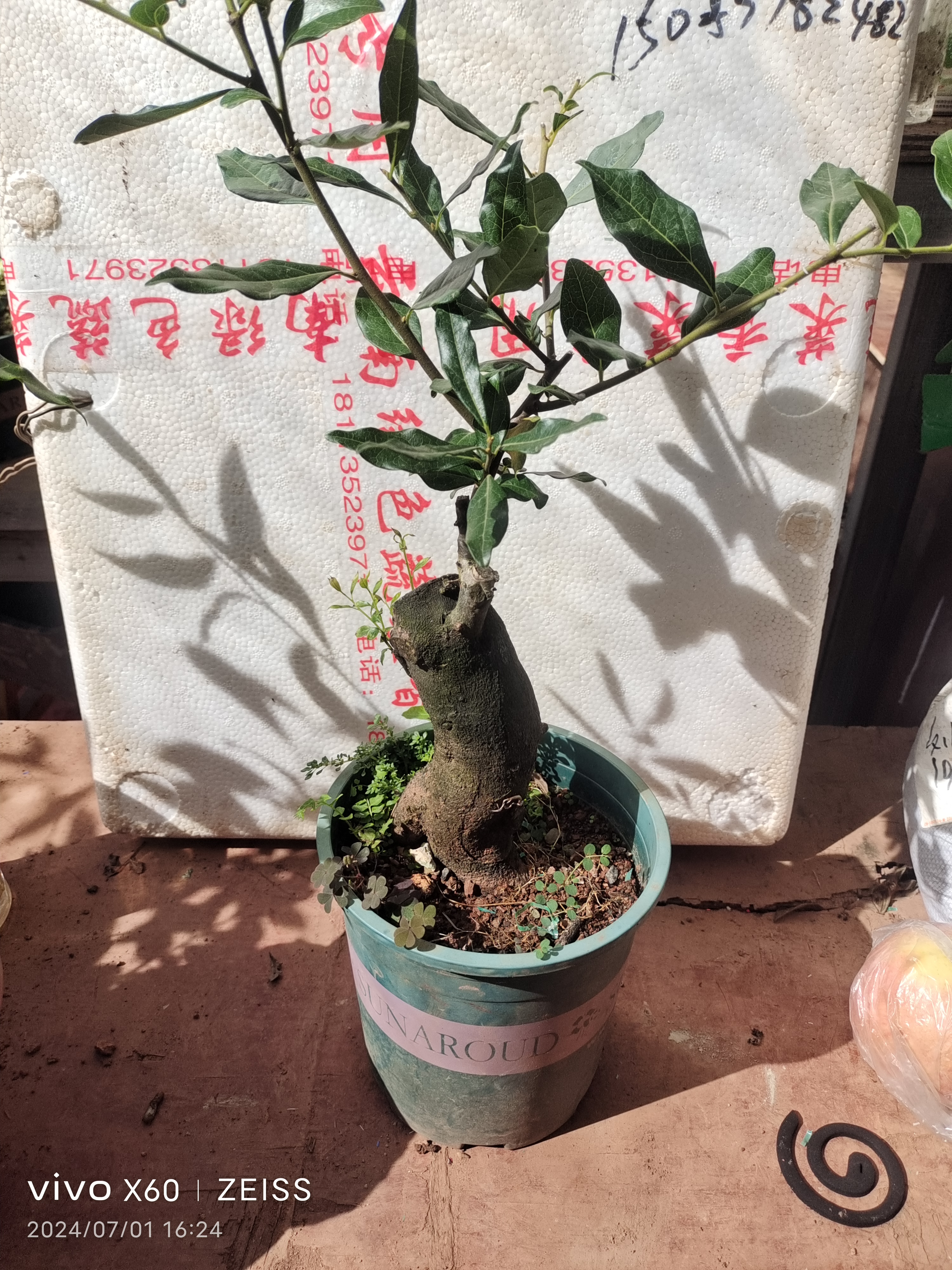 金弹一金瓜果嫁接苗
