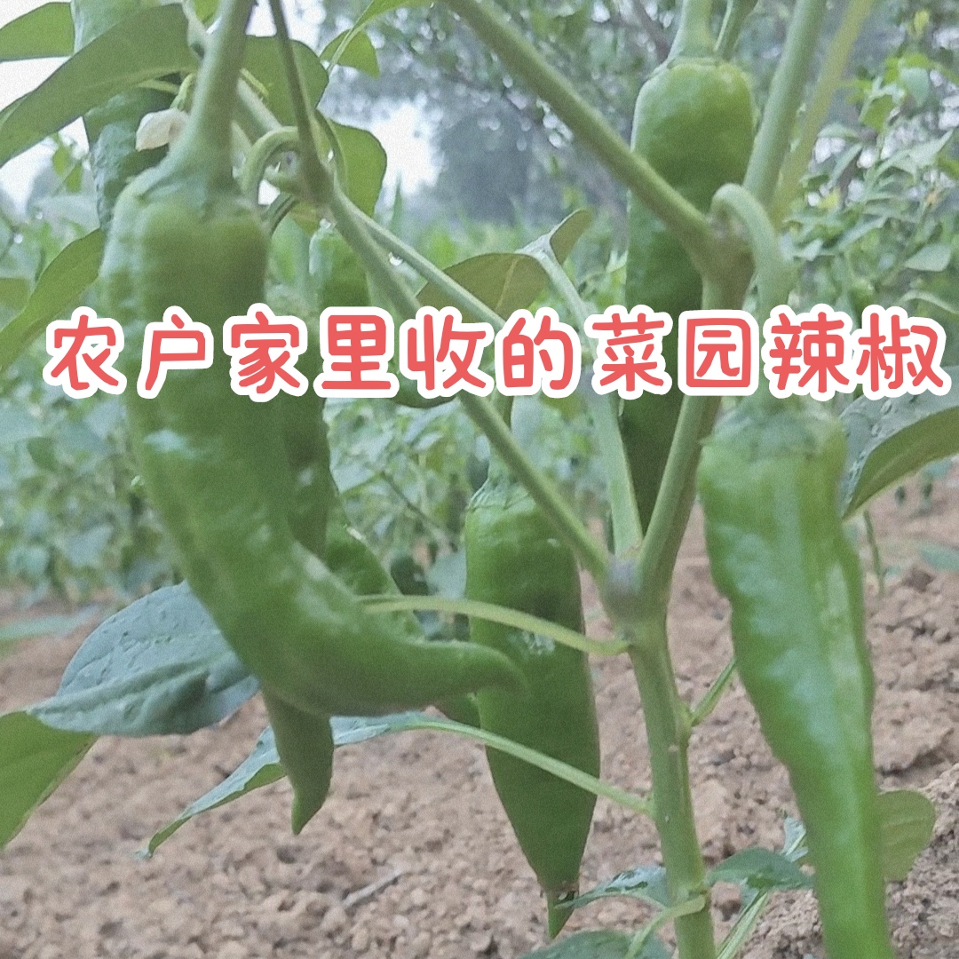 湖北一家一户收来的菜园辣椒
