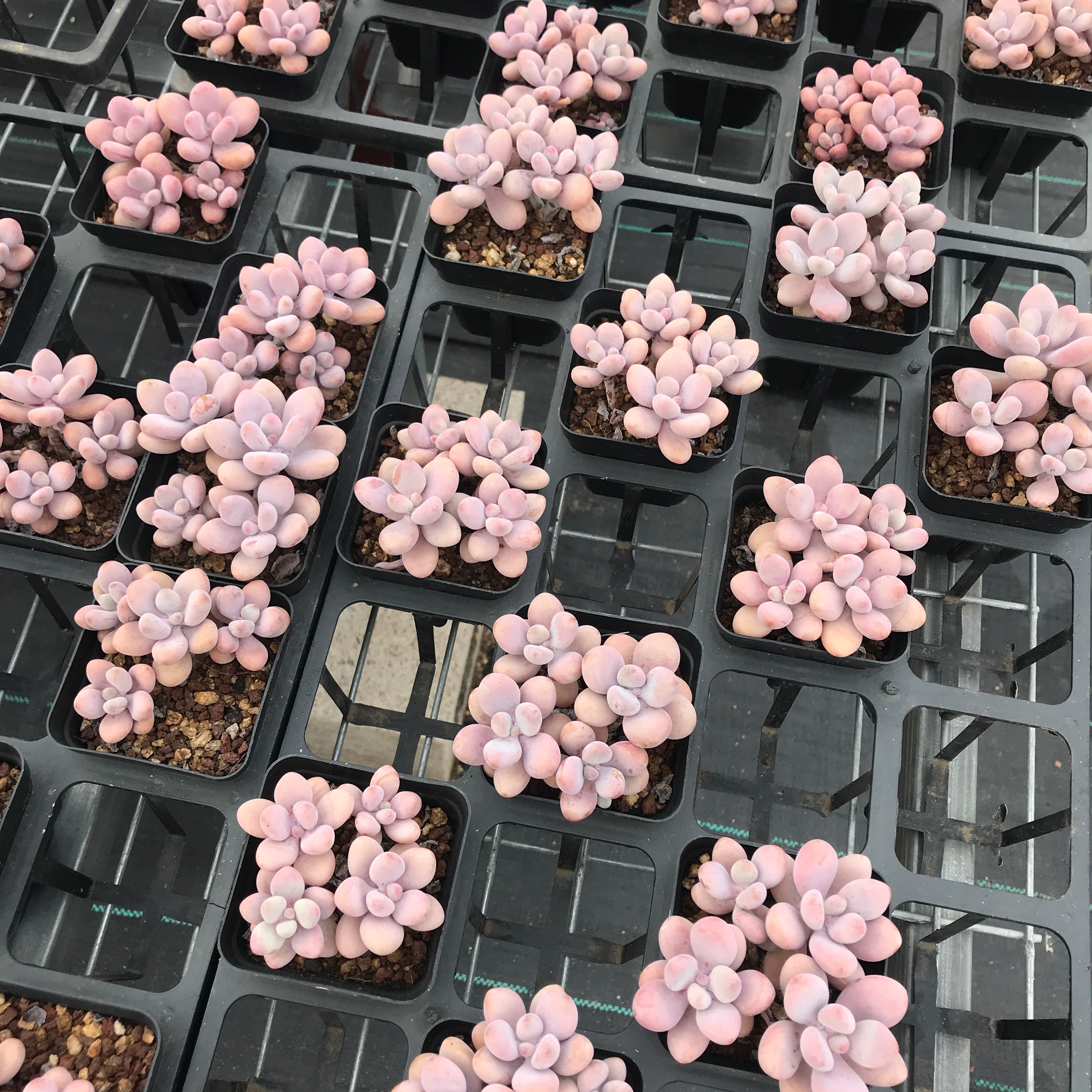 【151-160】脱土裸根不带盆土  两颗包邮 华林园艺 一物一拍 