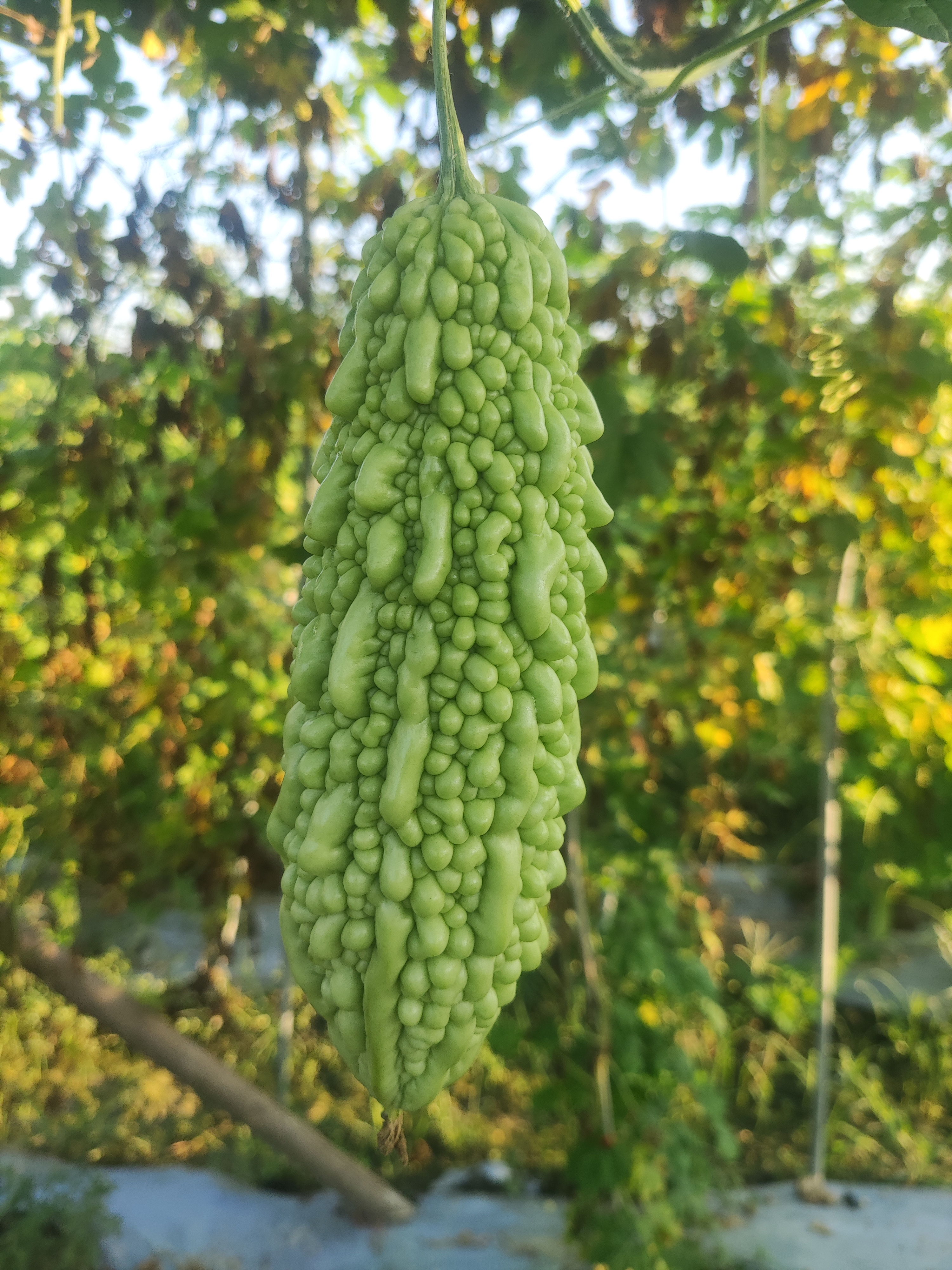 湖南农家露天种植苦瓜(宝玉苦瓜）