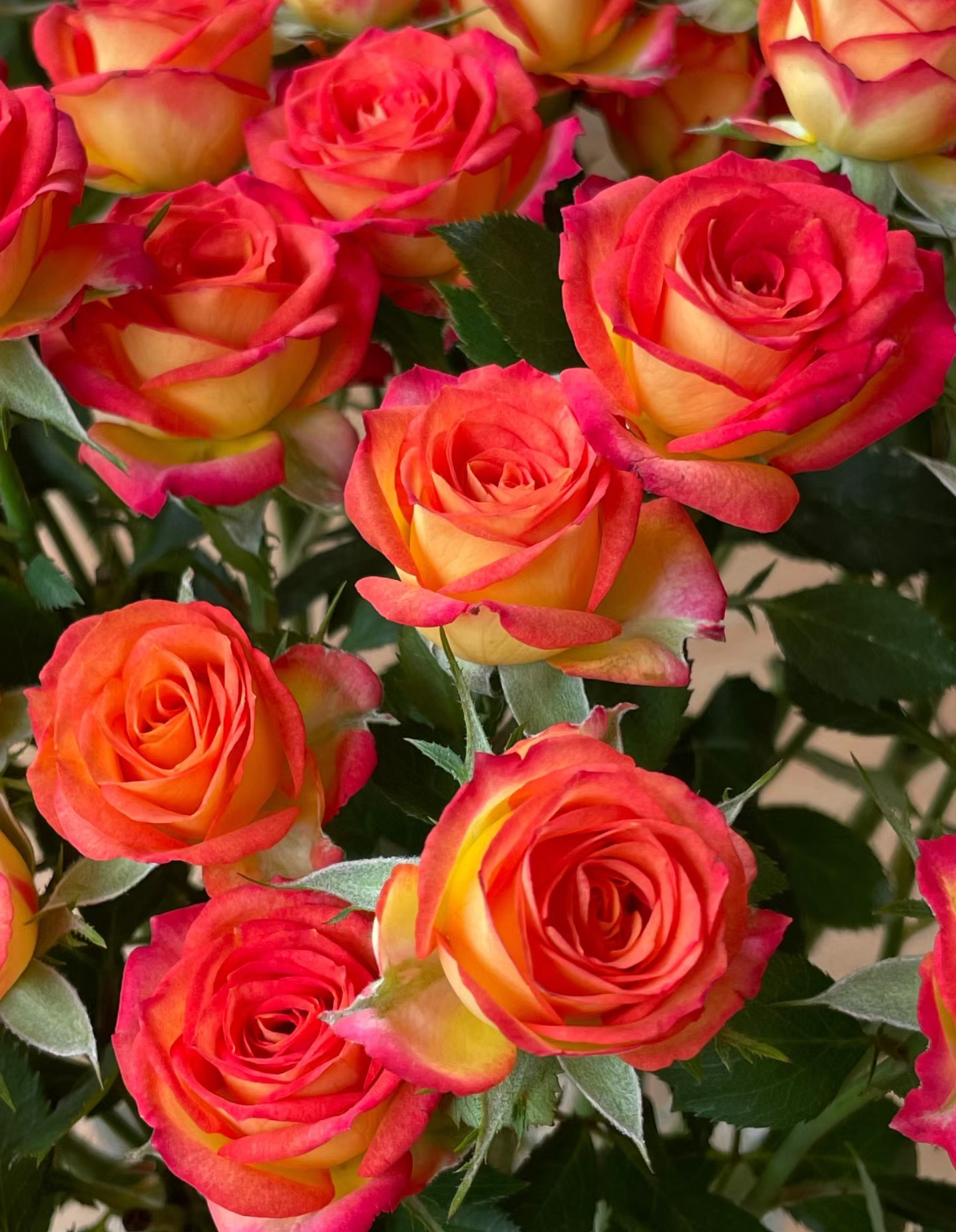 爱丽丝 多头玫瑰 云南基地鲜花直发