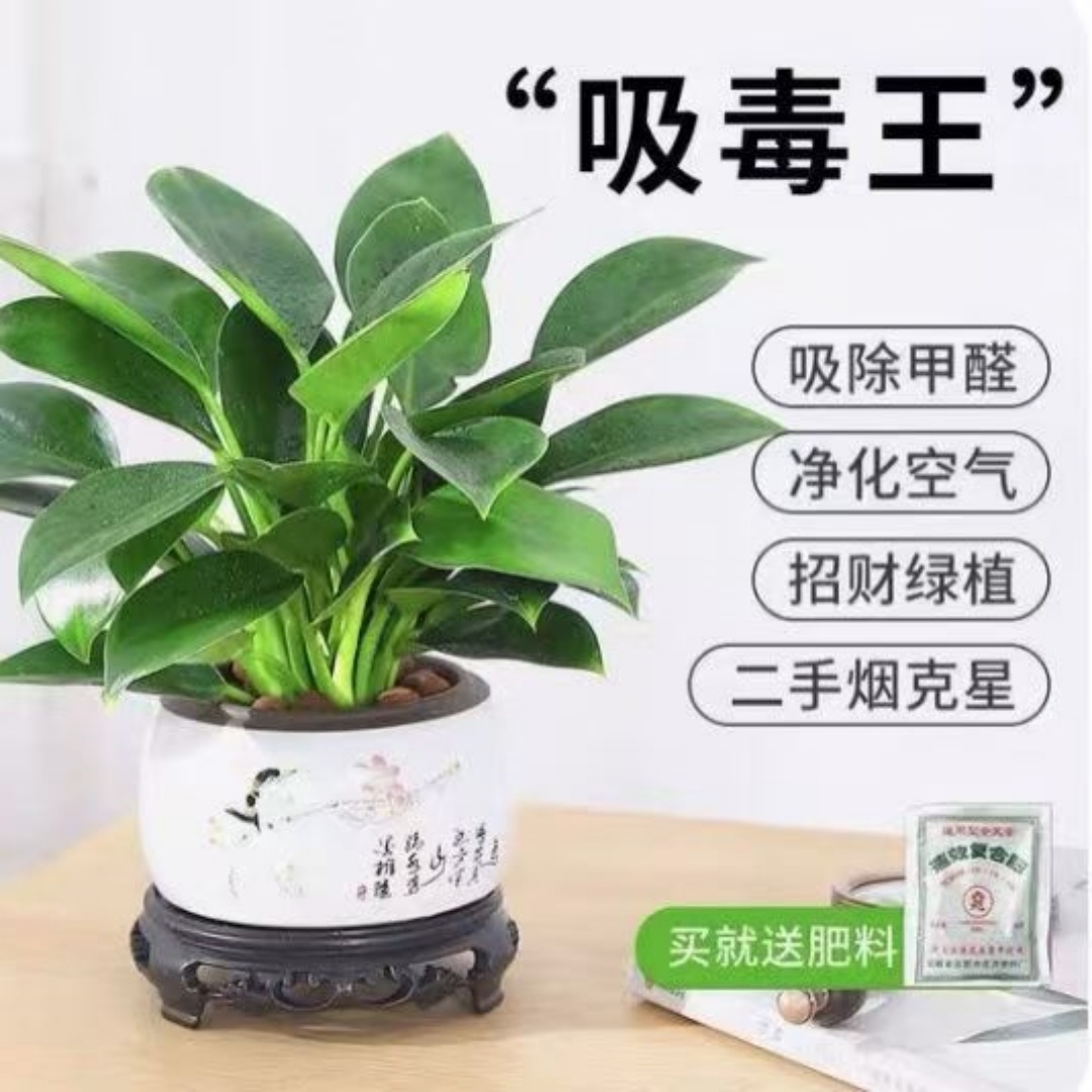 【吸甲醛】金钻盆栽四季常青植物净化空气室内花办公室绿植客厅花卉