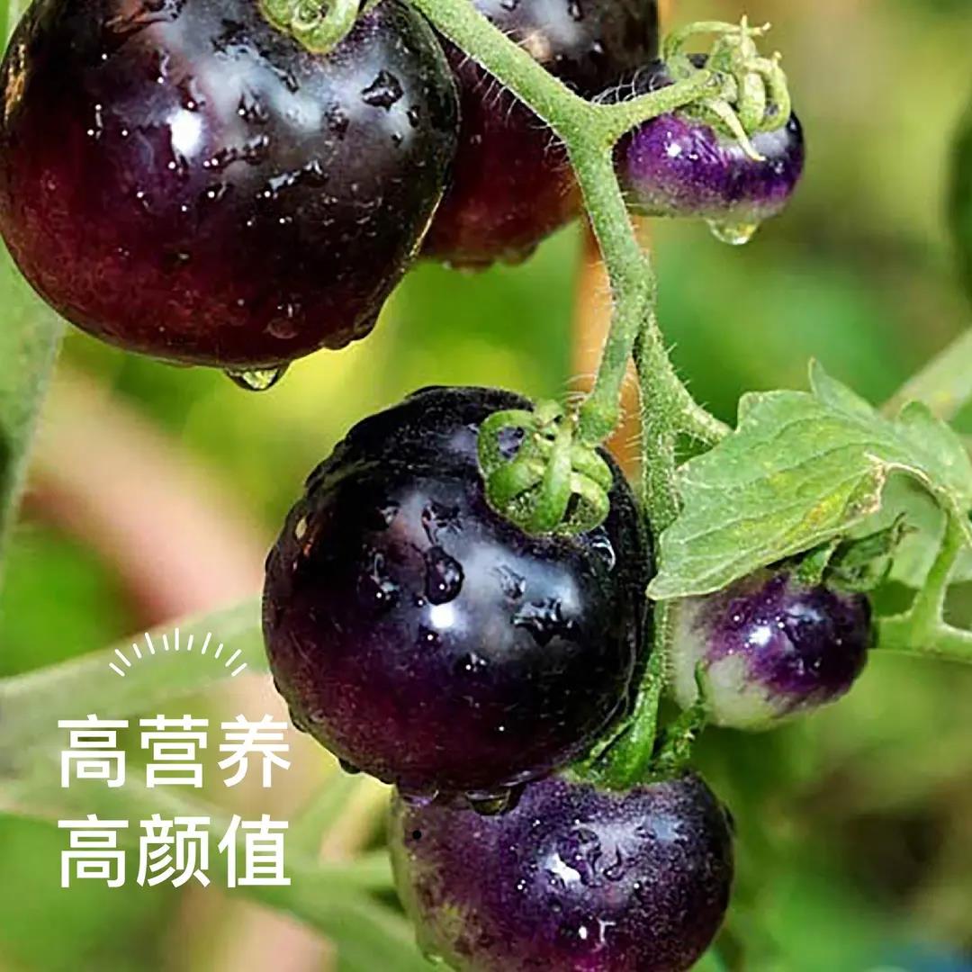 黒番茄种子黑珍珠小番茄种子黑樱桃小番茄黑番茄盆栽苗子四季蔬菜