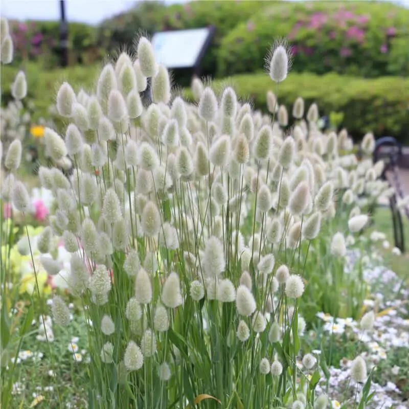 兔尾草种子花卉盆栽干花阳台绿化庭院花束植物种子好养