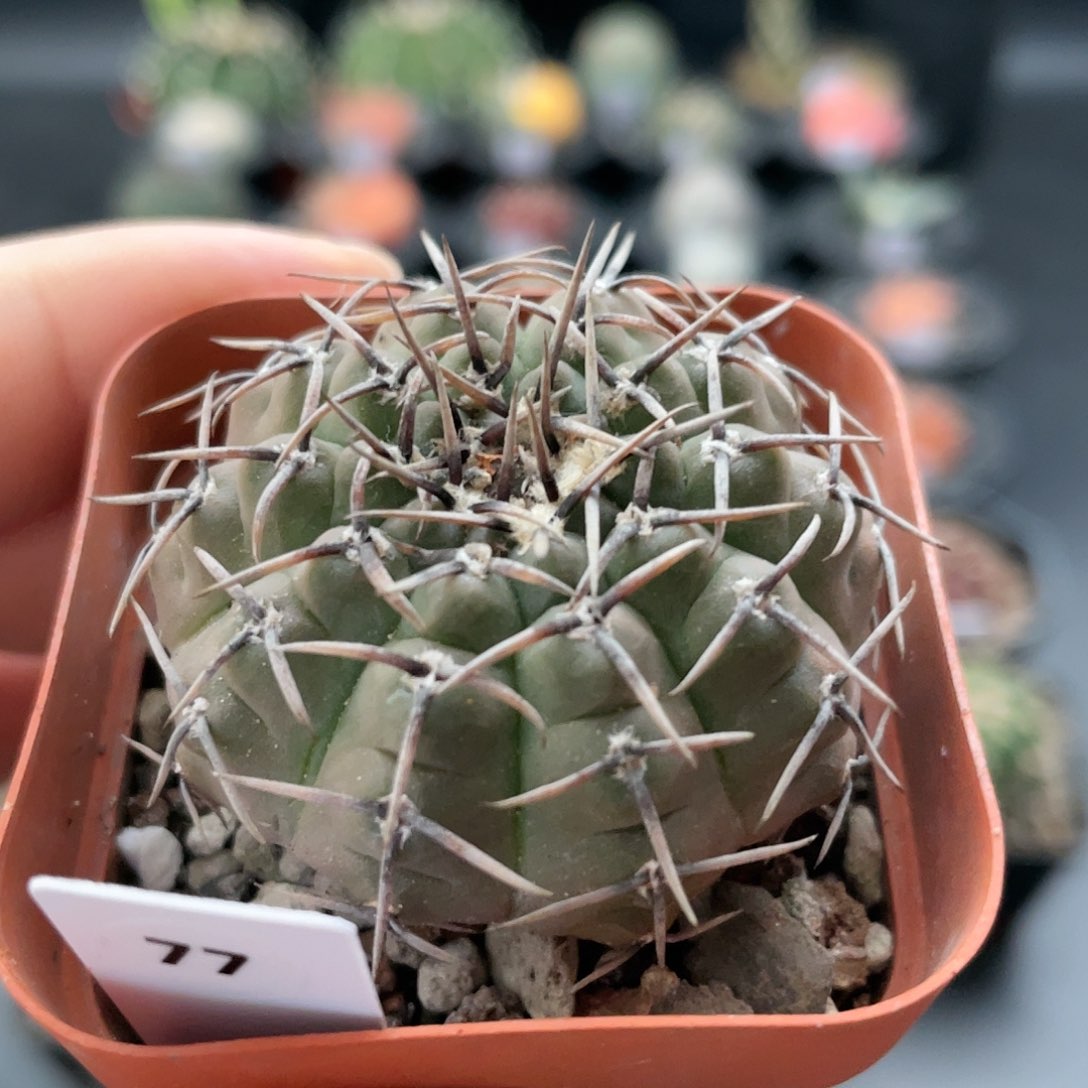 玖玩堂潮流植物黑刺凤头