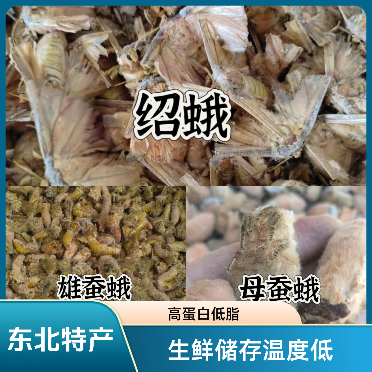 东北特产速冻雄蚕蛾母蚕蛾绍蛾昆虫低脂高蛋白