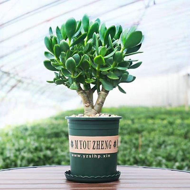玉树盆栽多肉老桩专春季耐寒光照种植季节售后小盆景植物修剪造型