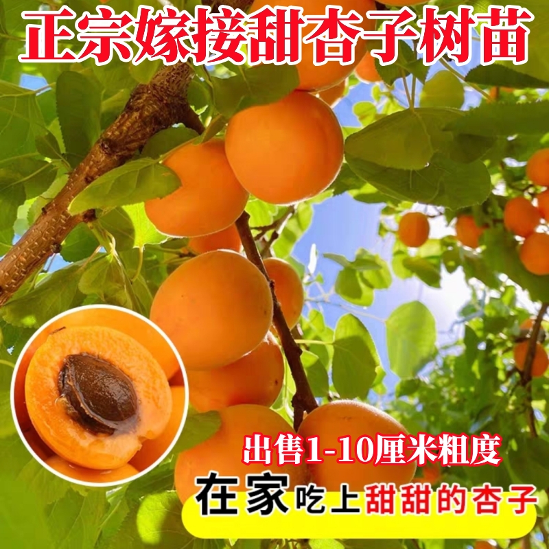 嫁接杏树苗特大早熟甜杏子苗南北方种植盆栽地栽当年结果果树果苗
