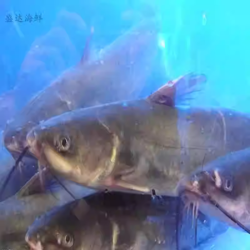鲜活梭边鱼 鮰鱼钳鱼新鲜海鲜水产品 3斤/条