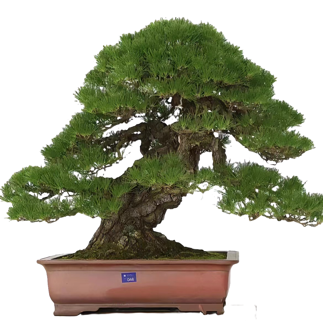 精品庭院景观松 黑松 （直播间实物为准）