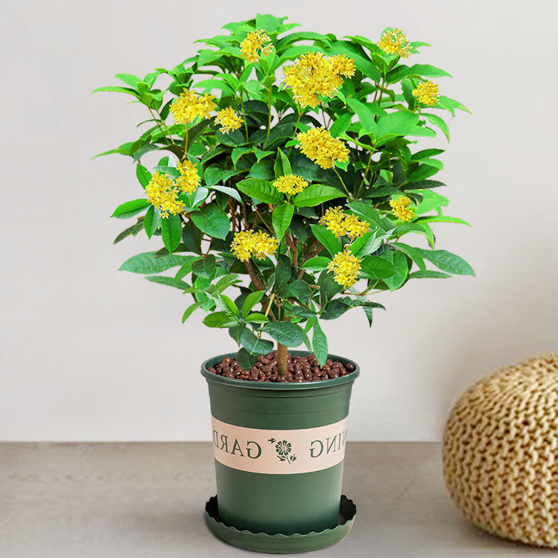 盆栽四季桂花树月月桂开花带香味阳台室外非常好养庭院花卉绿植