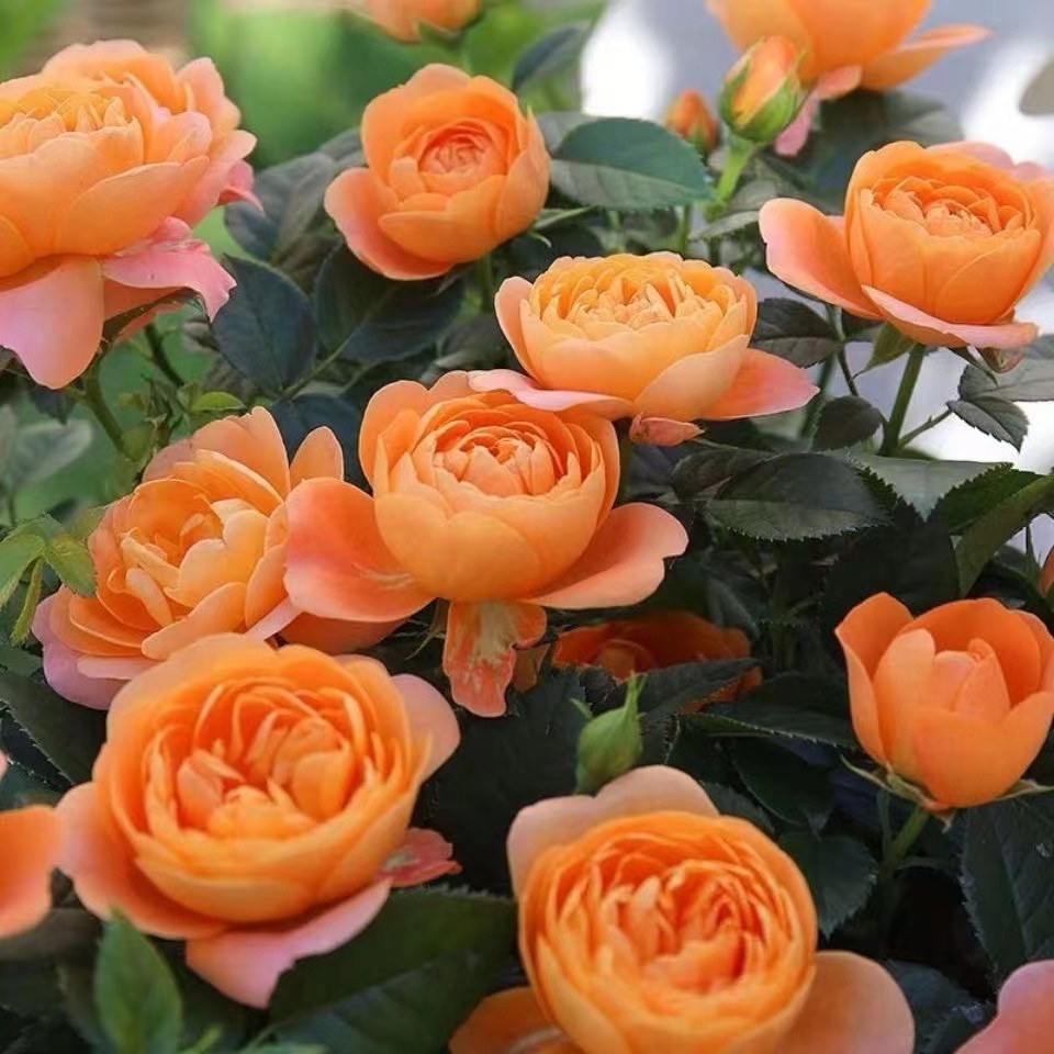 月季花苗一盆