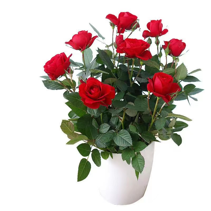 中国红月季绿植盆栽室内阳台庭院办公室红红火火花卉绿植盆栽花