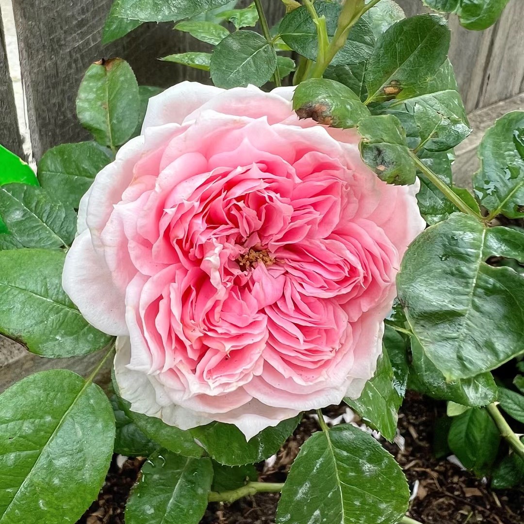 美少女月季浅粉色强香型德国进口波浪边盆栽庭院室外绿植四季开花