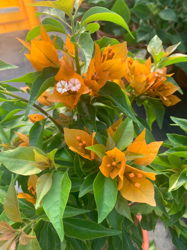 （橙桑巴）四季勤花   开花机器劳模   换盆不售后哦