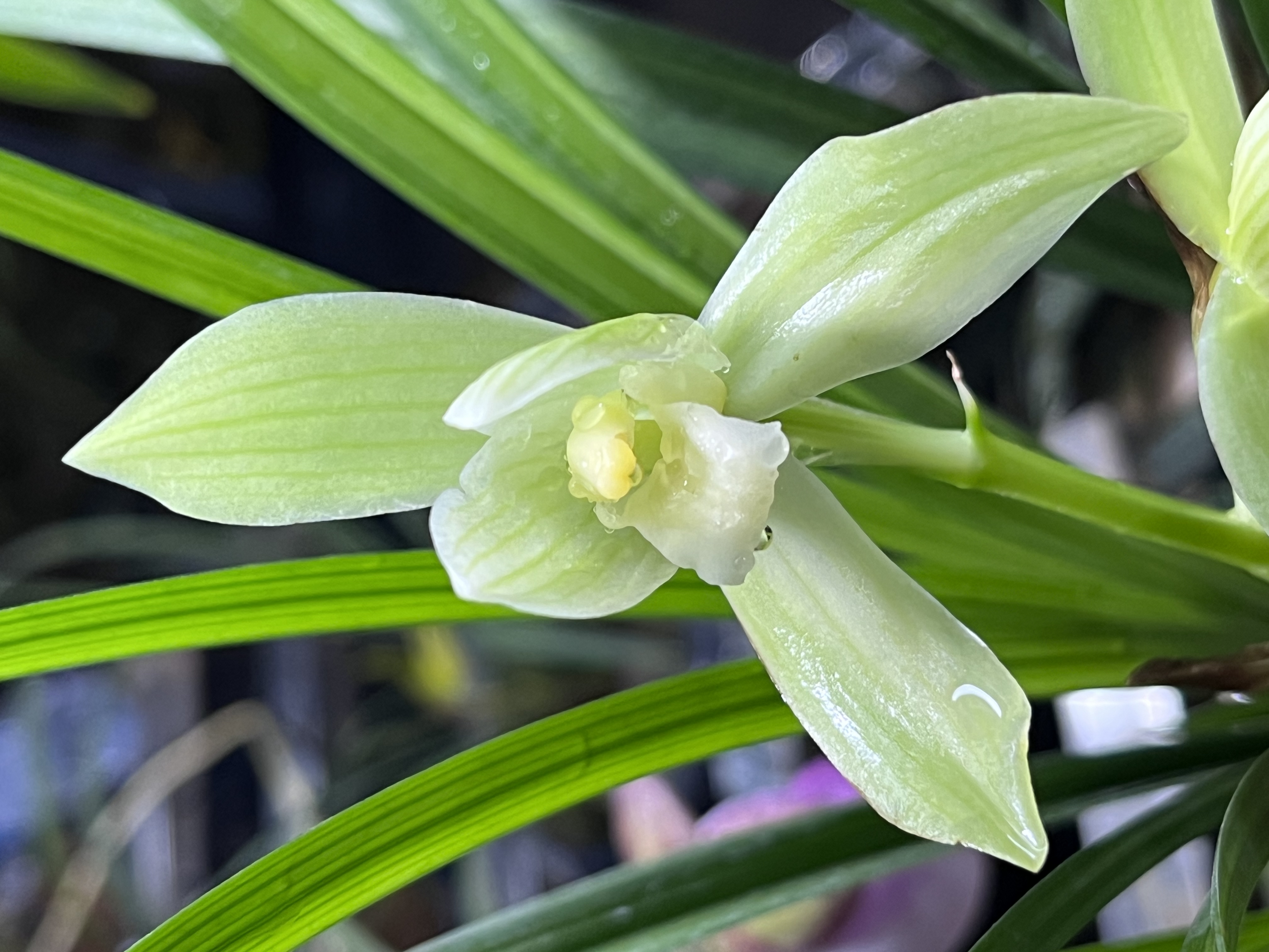 直播间兰花（一物一拍小黄车专用）