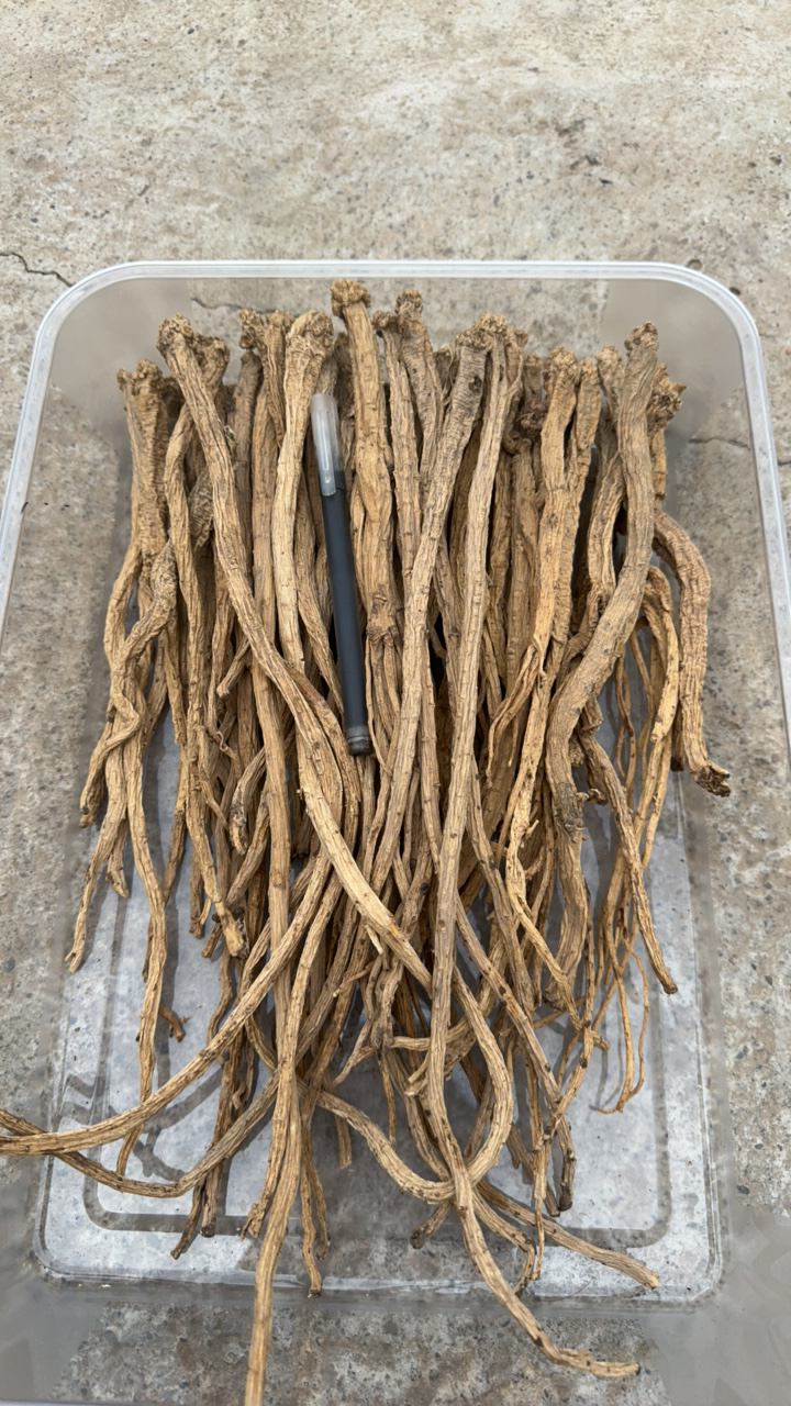 老党参原条中条挑选