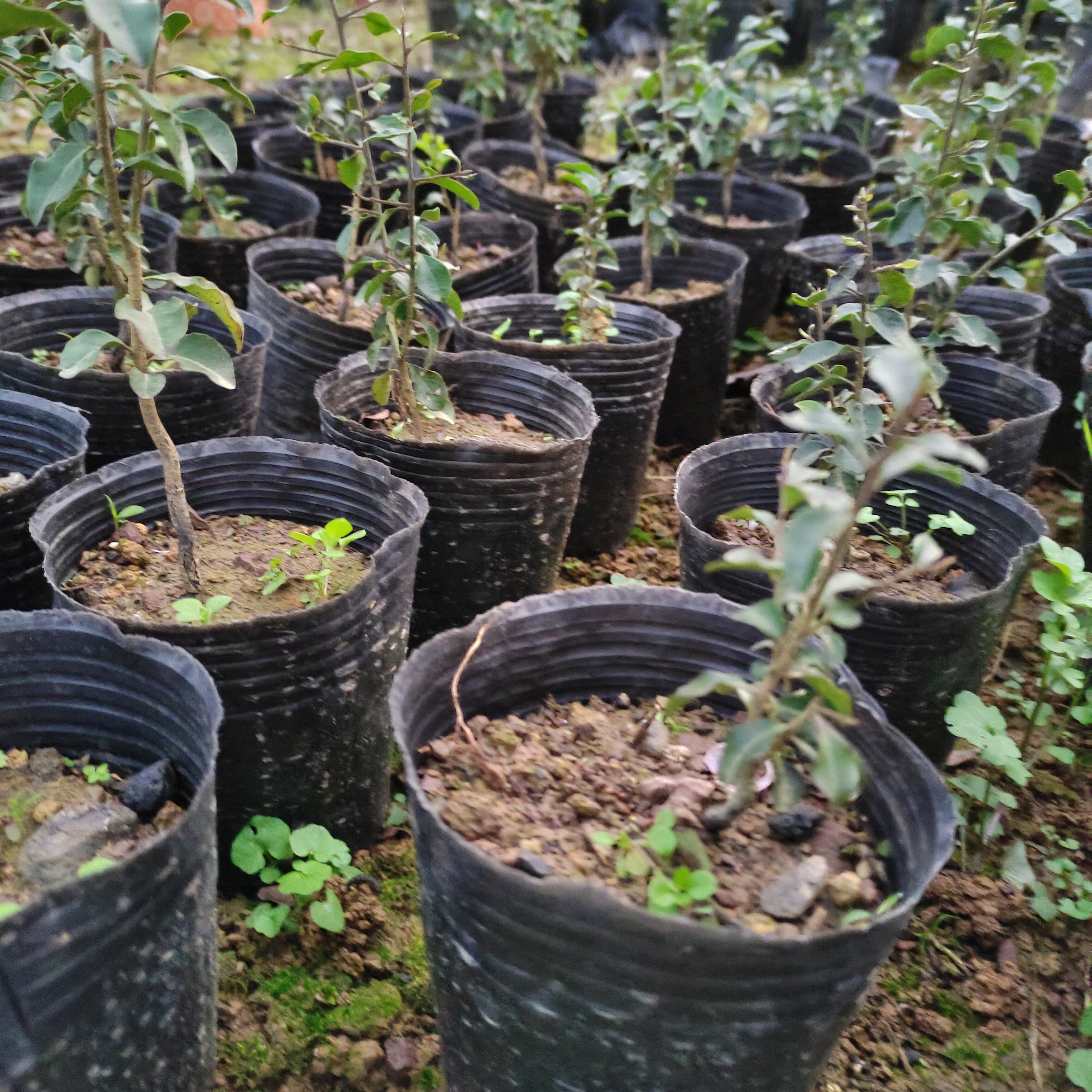 金弹子小苗，公母未知。