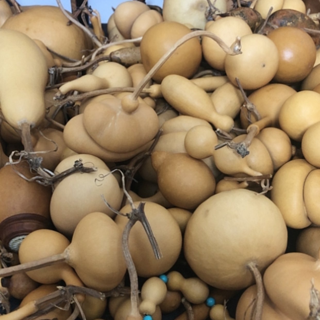 【闪购商品】天然葫芦