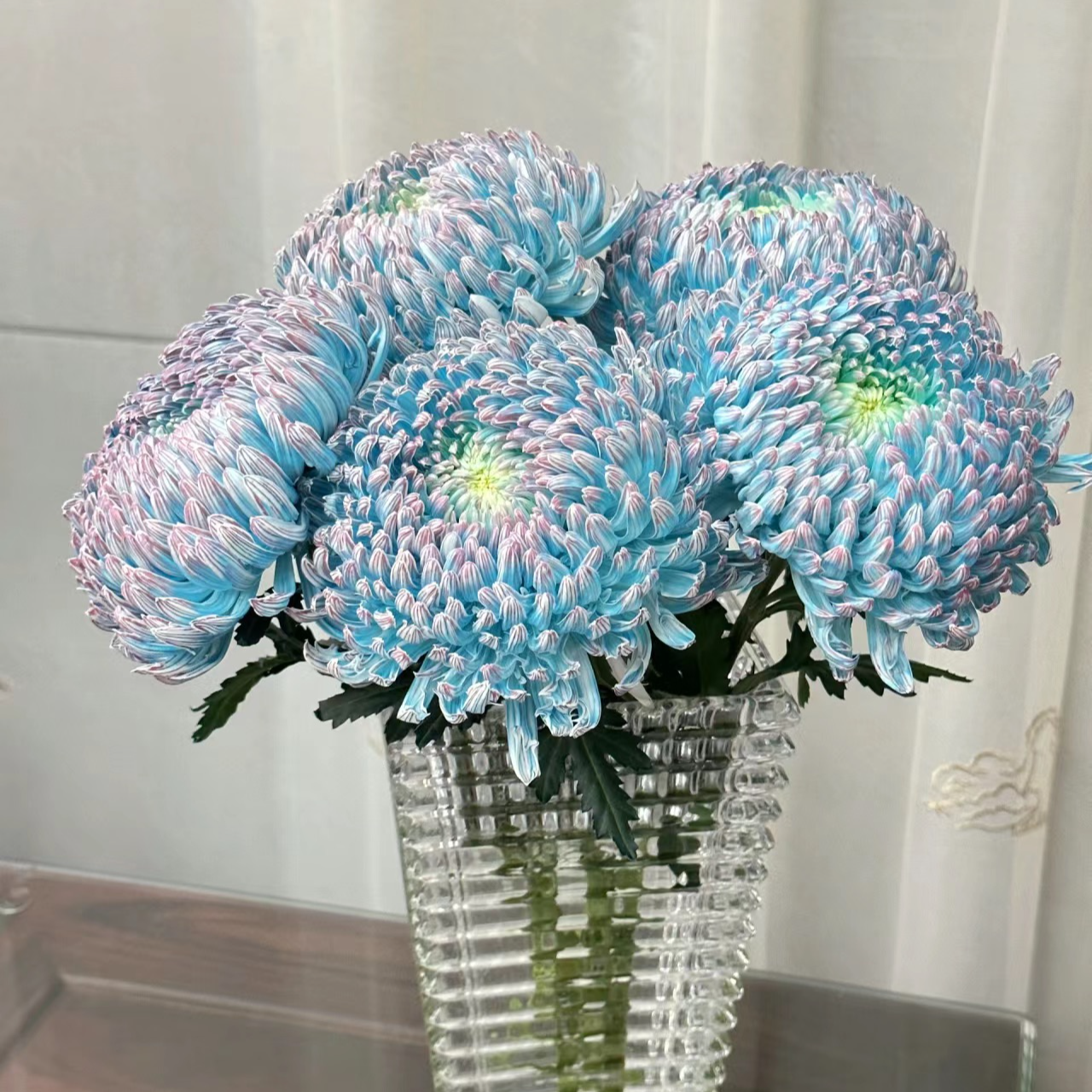 鲜切花吸色【牡丹菊】1扎5支【超大花朵】/橙色蓝色黄色/超长待机