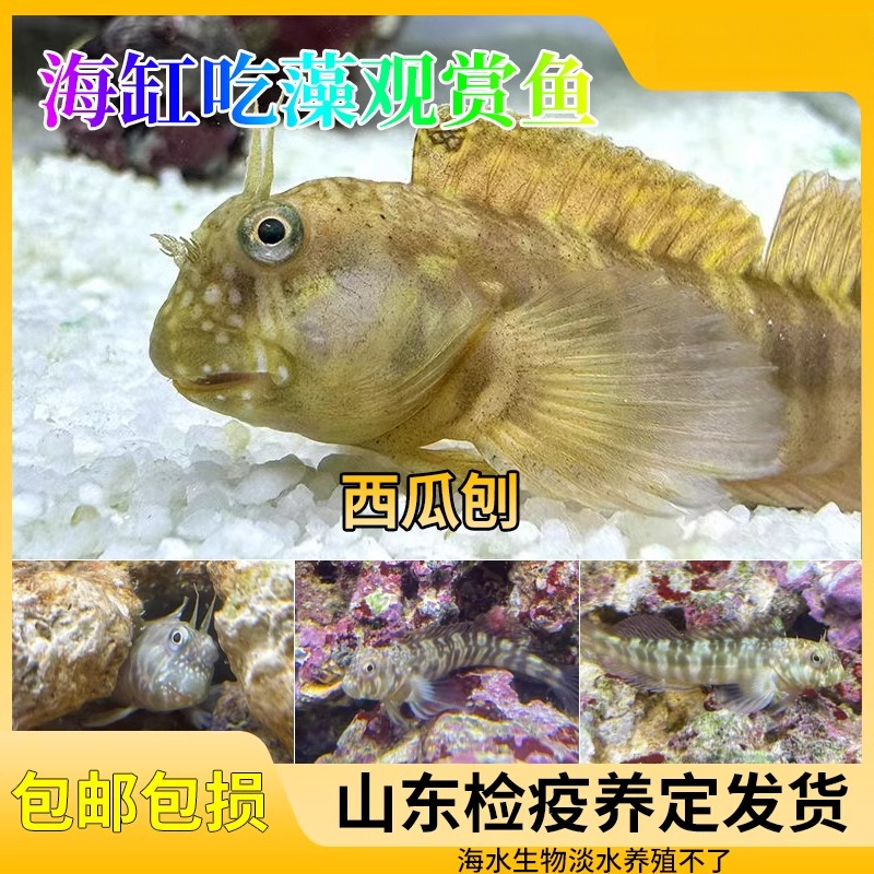 国产西瓜刨海水鱼观赏鱼鳚科花豹巴士除藻食苔古海缸吃藻生物