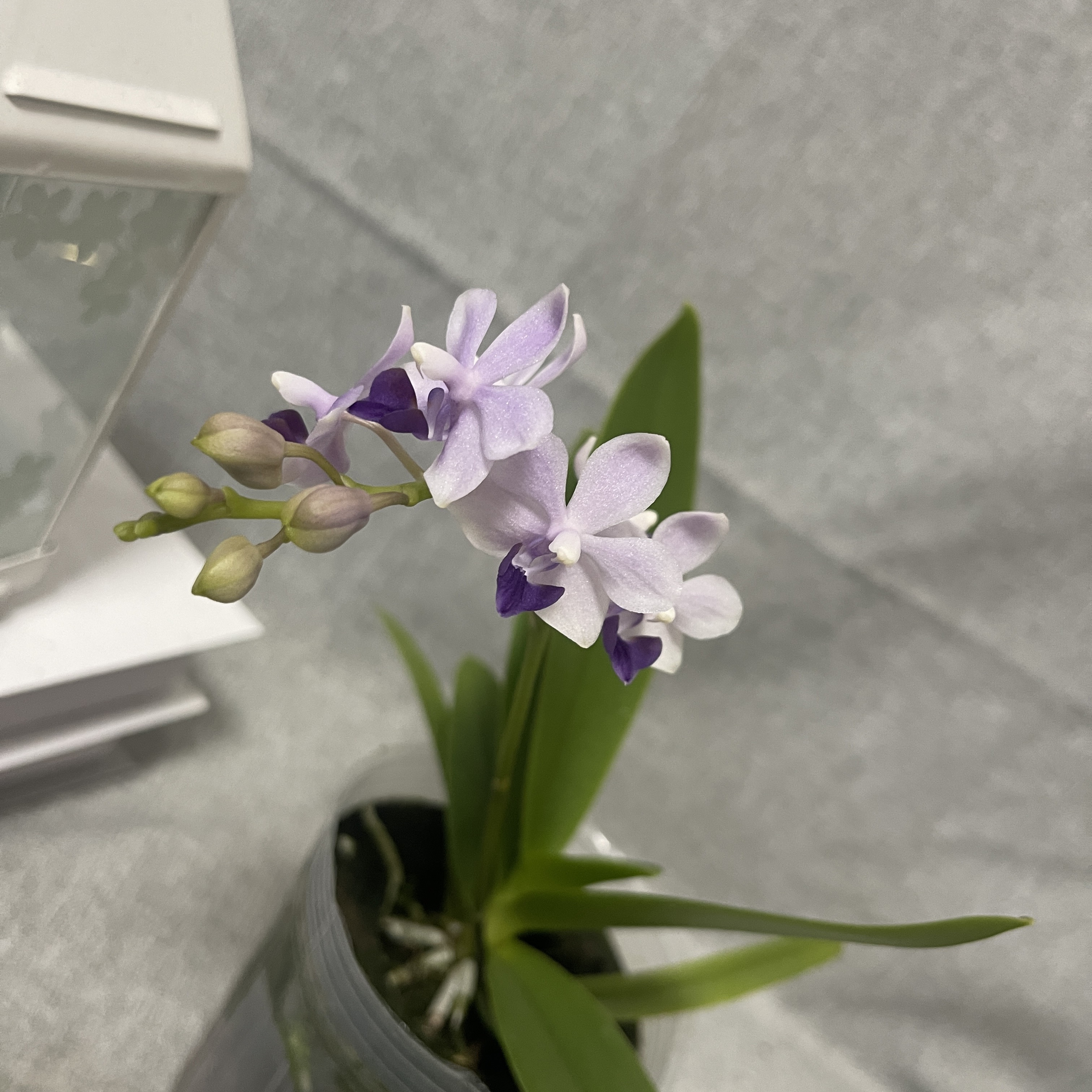 【小茴紫/紫式部/蓝宝石】小花型开花株高货 室内鲜花绿植送礼