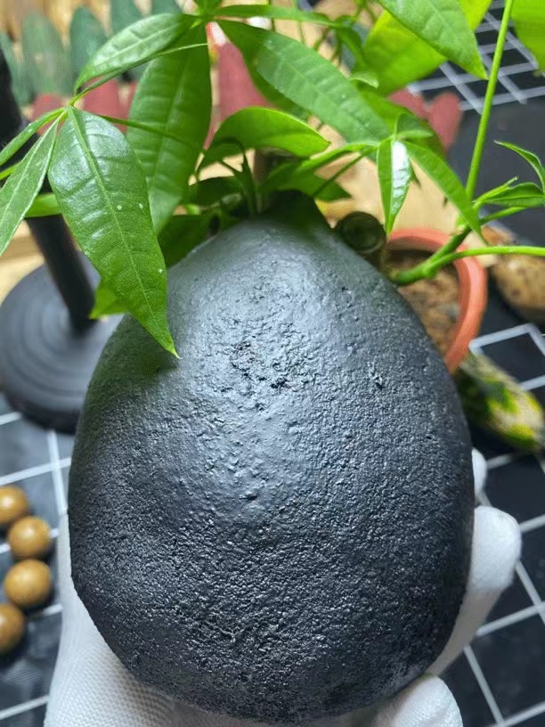 巨无霸特大老树果王佛心果