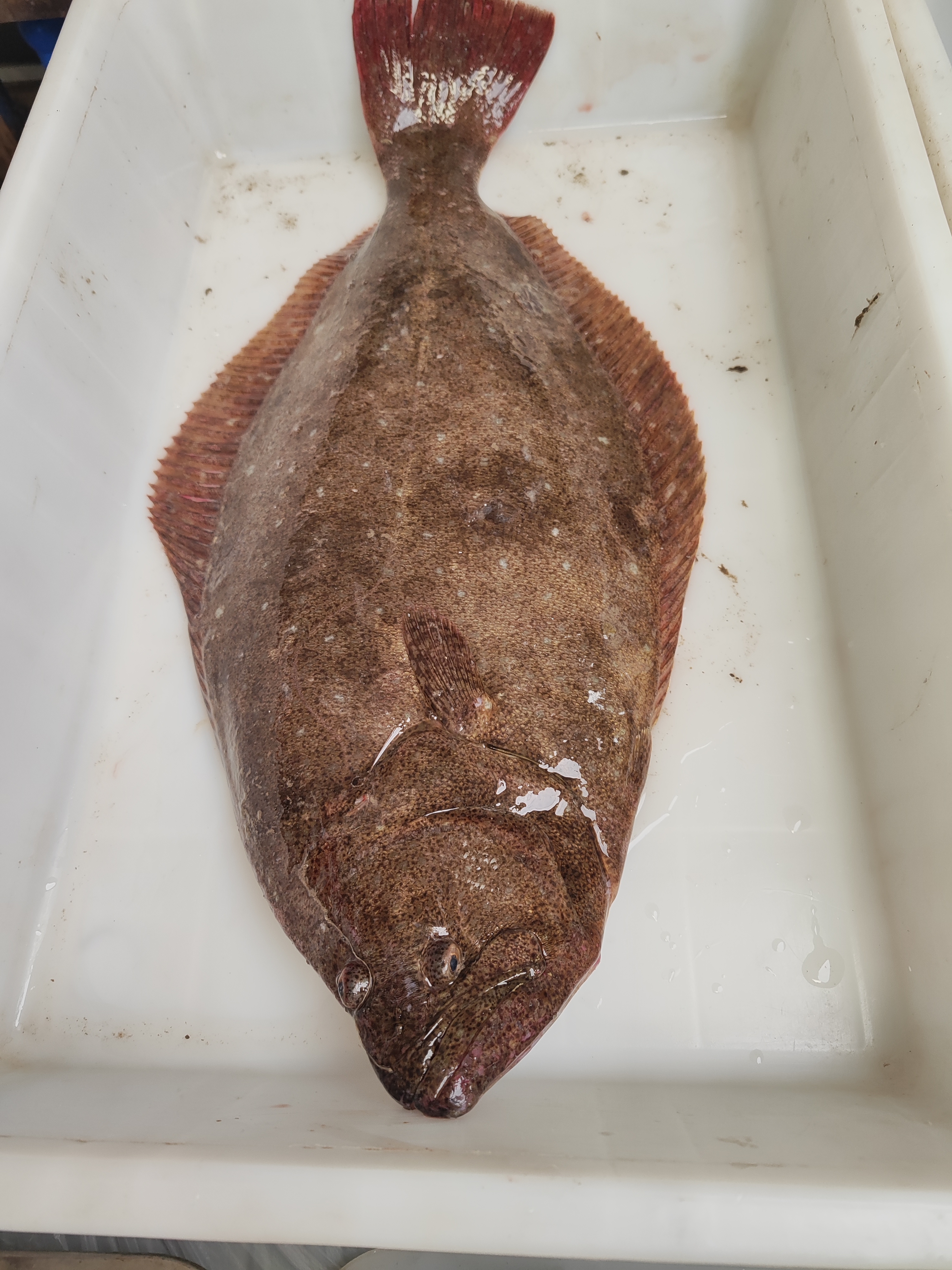 【鸦片鱼】大连旅顺当地渤海湾鸦片鱼新鲜顺丰发货