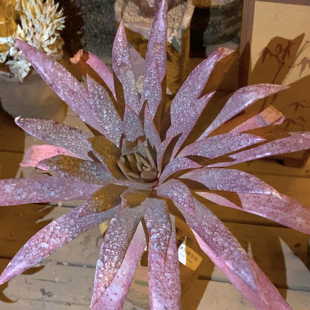 35号伊静思大花朵