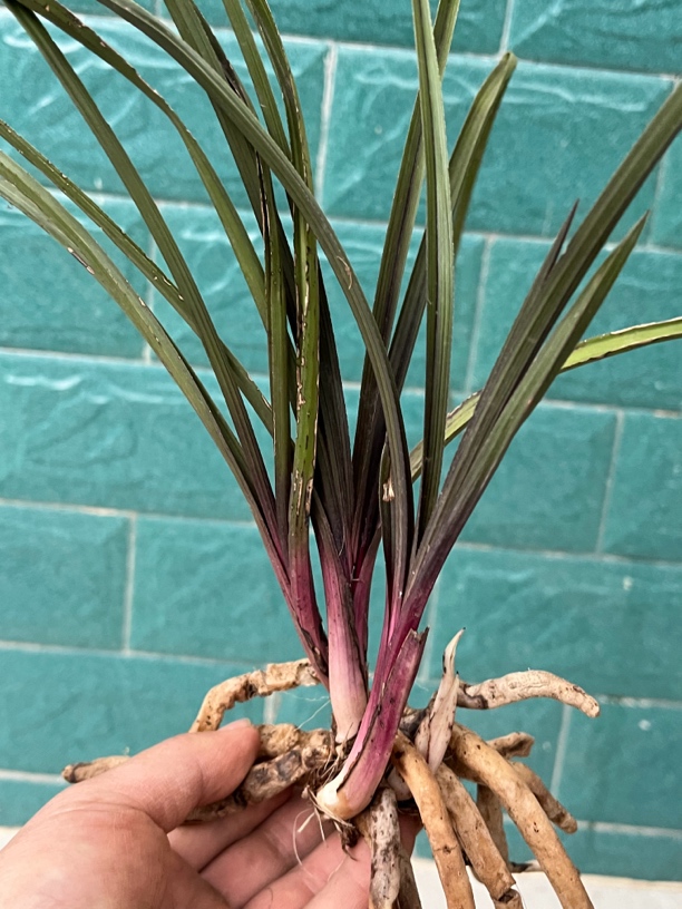 九寨好惠兰红香妃