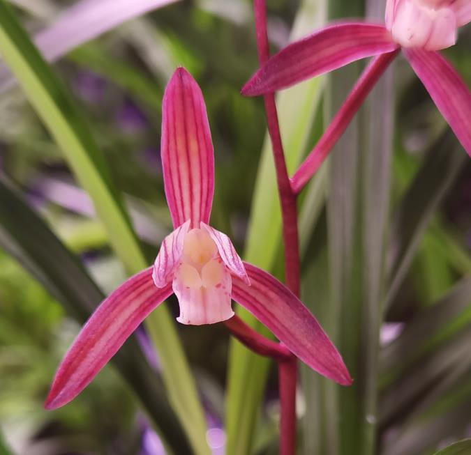 兰花大放漏  一物一拍 