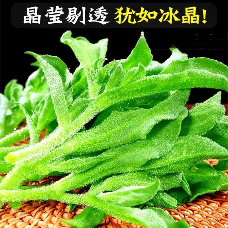 正宗冰菜种子高钙特色菜冰草菜种子四季阳台庭院盆栽蔬菜种子
