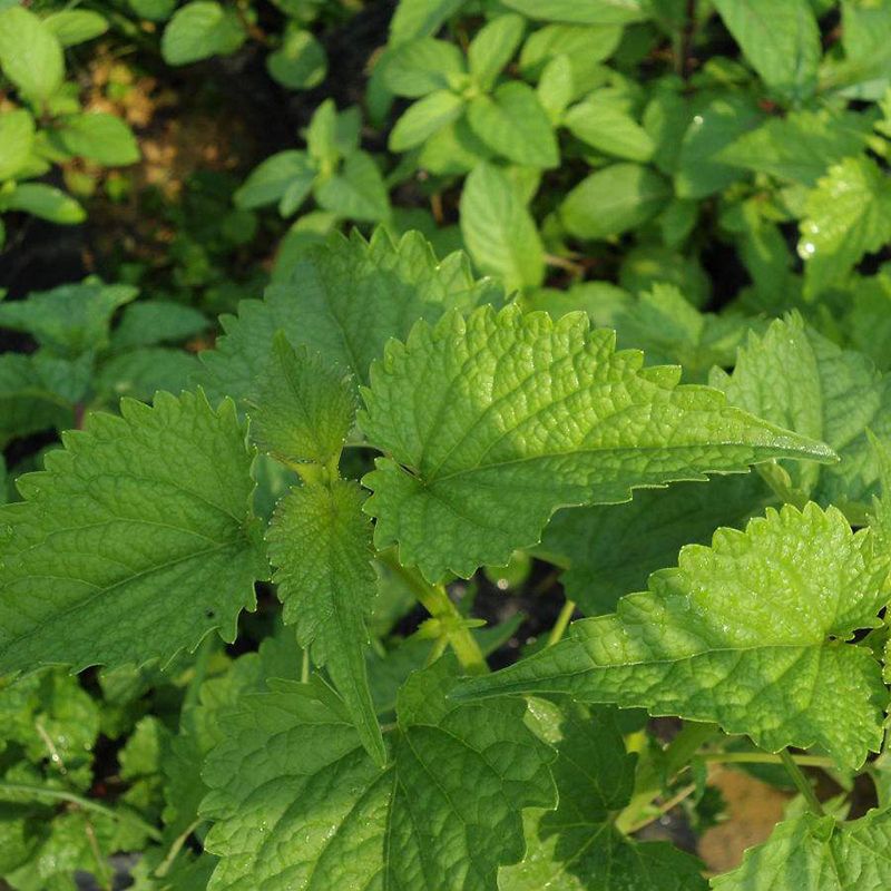 藿香种子解暑霍香正气食用香草种籽四季播种室内阳台盆栽