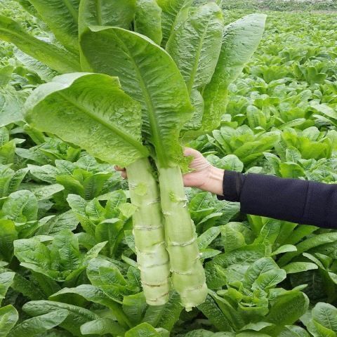 莴笋种子四季青皮绿肉香莴笋种子高产耐热耐寒春秋冬播种蔬菜种籽