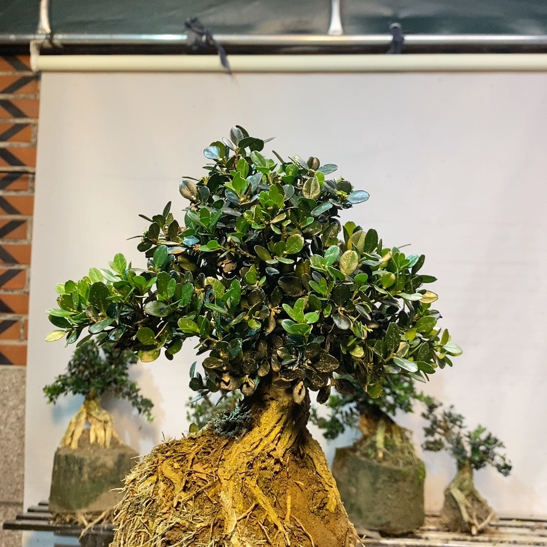 直播间黄杨盆景，多品种黄杨树