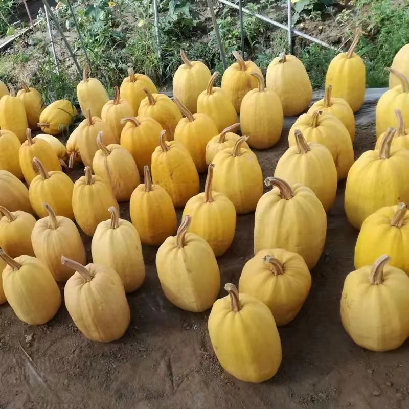 崇明农家 露天金瓜 金瓜丝 5斤左右 新鲜发货