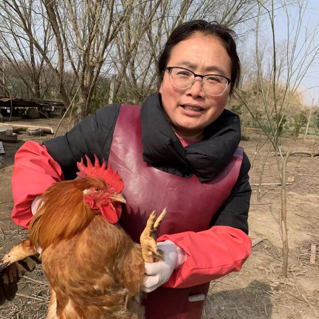 崇明散养土公鸡童子公鸡崇明走地鸡吃虫草的土鸡120天的公鸡 