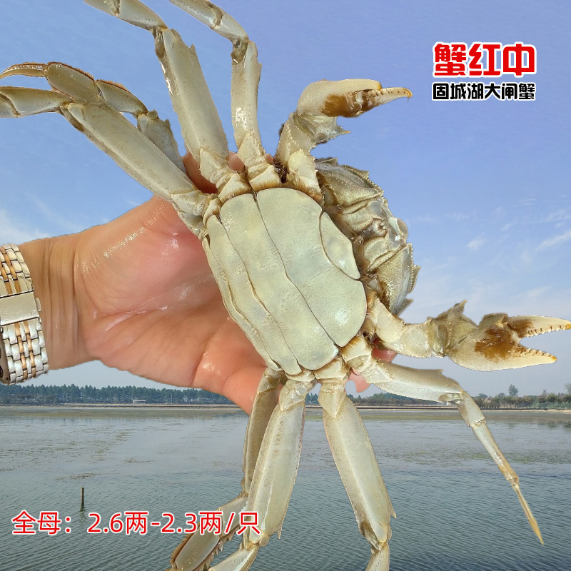 蟹红中【活蟹】固城湖大闸蟹 全母蟹2.6-2.3两8-10只  包邮到家