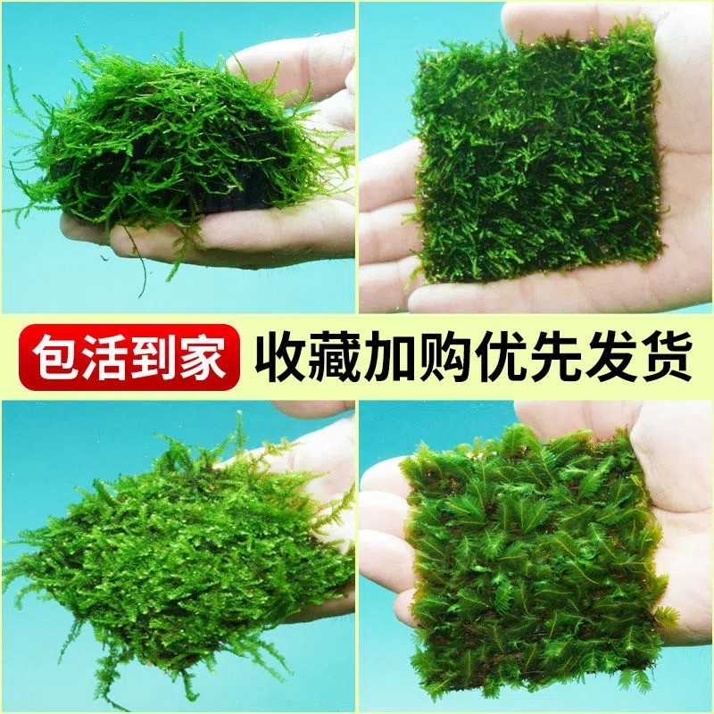 莫斯水草植物慕斯片鱼缸真草阴性大三角美凤沉木散装垂泪珊瑚造景