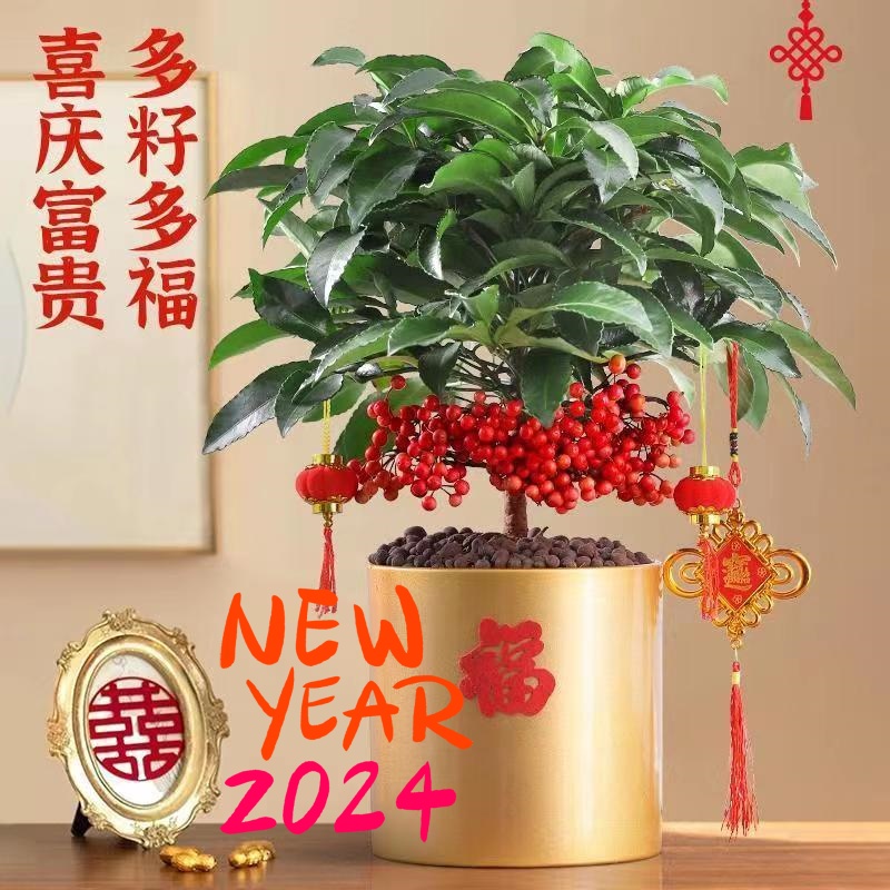 精品带花苞金玉满堂富贵籽盆栽黄金万两绿植办公室客厅庭院易养活
